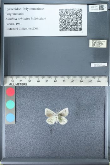 Media type: image;   Entomology 154868